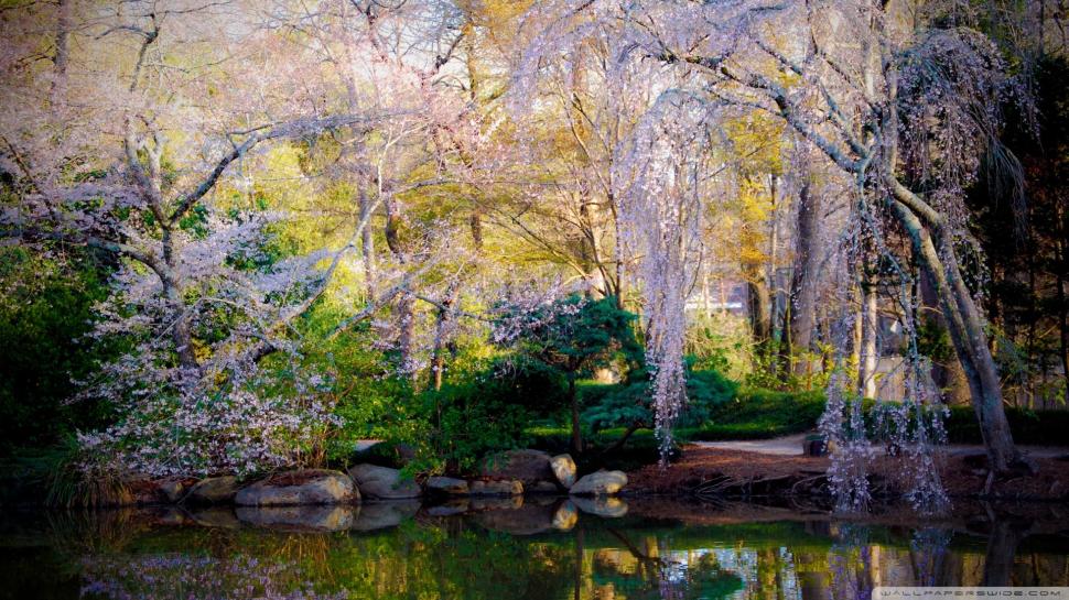 Beautiful Park Pond Wallpaper - Beautiful Pond , HD Wallpaper & Backgrounds