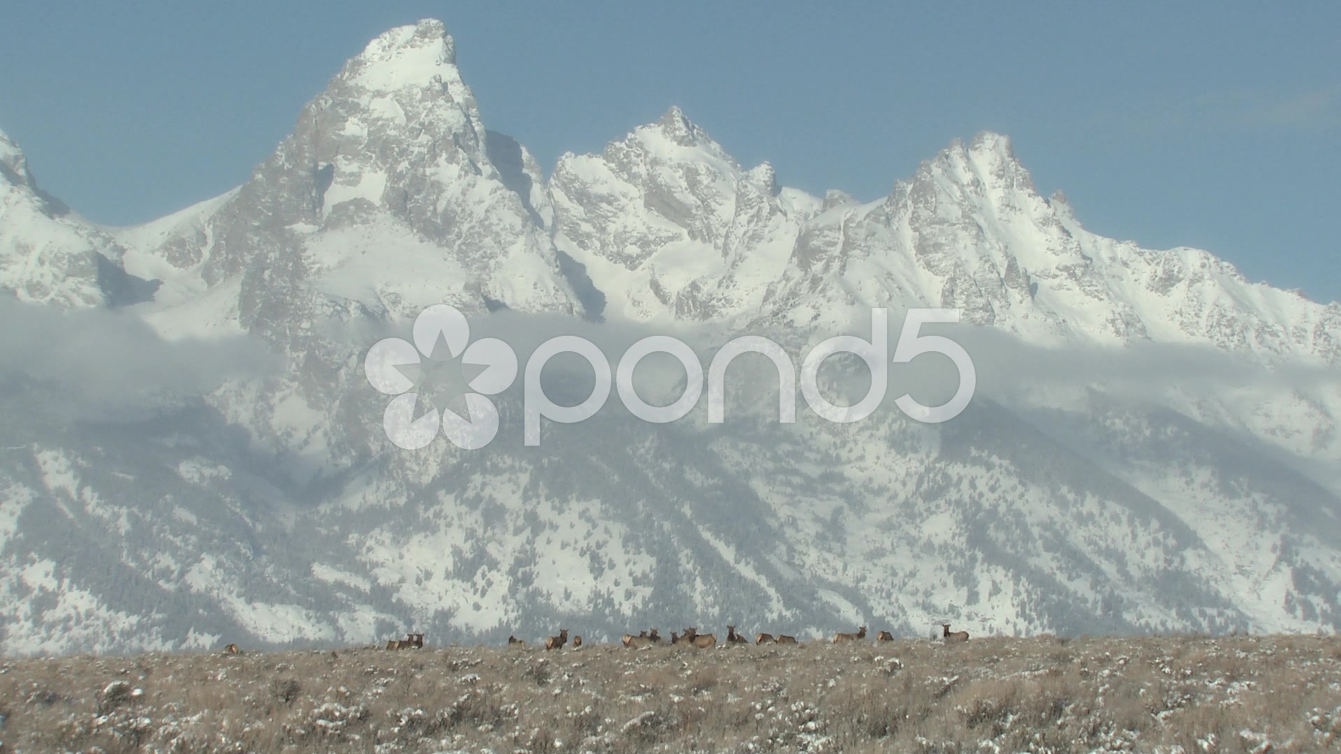 The Most Beautiful Winter Elk Herd Grand Teton National - Grand Teton National Park , HD Wallpaper & Backgrounds