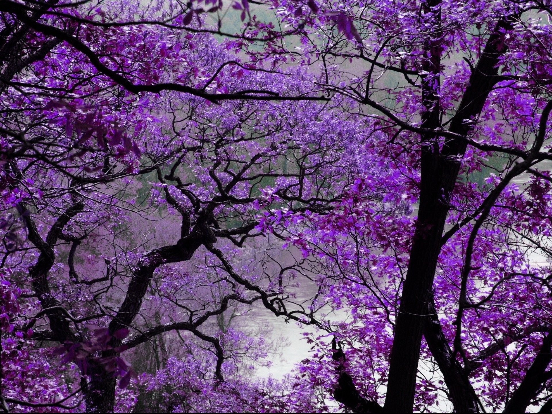 Beautiful Nature, Ultra Hd, Wallpaper For Smart Pnone, - Tree Purple , HD Wallpaper & Backgrounds