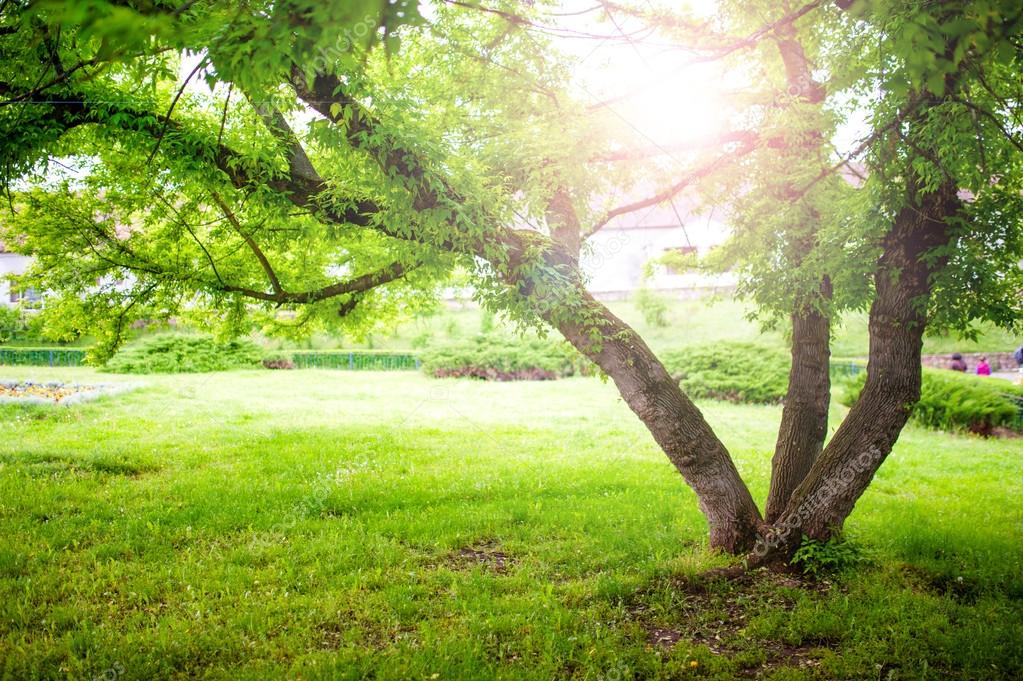 Beautiful Summer Landscape With A Tree And Sun Rays - Paisajes Hermosos De Tranquilidad , HD Wallpaper & Backgrounds