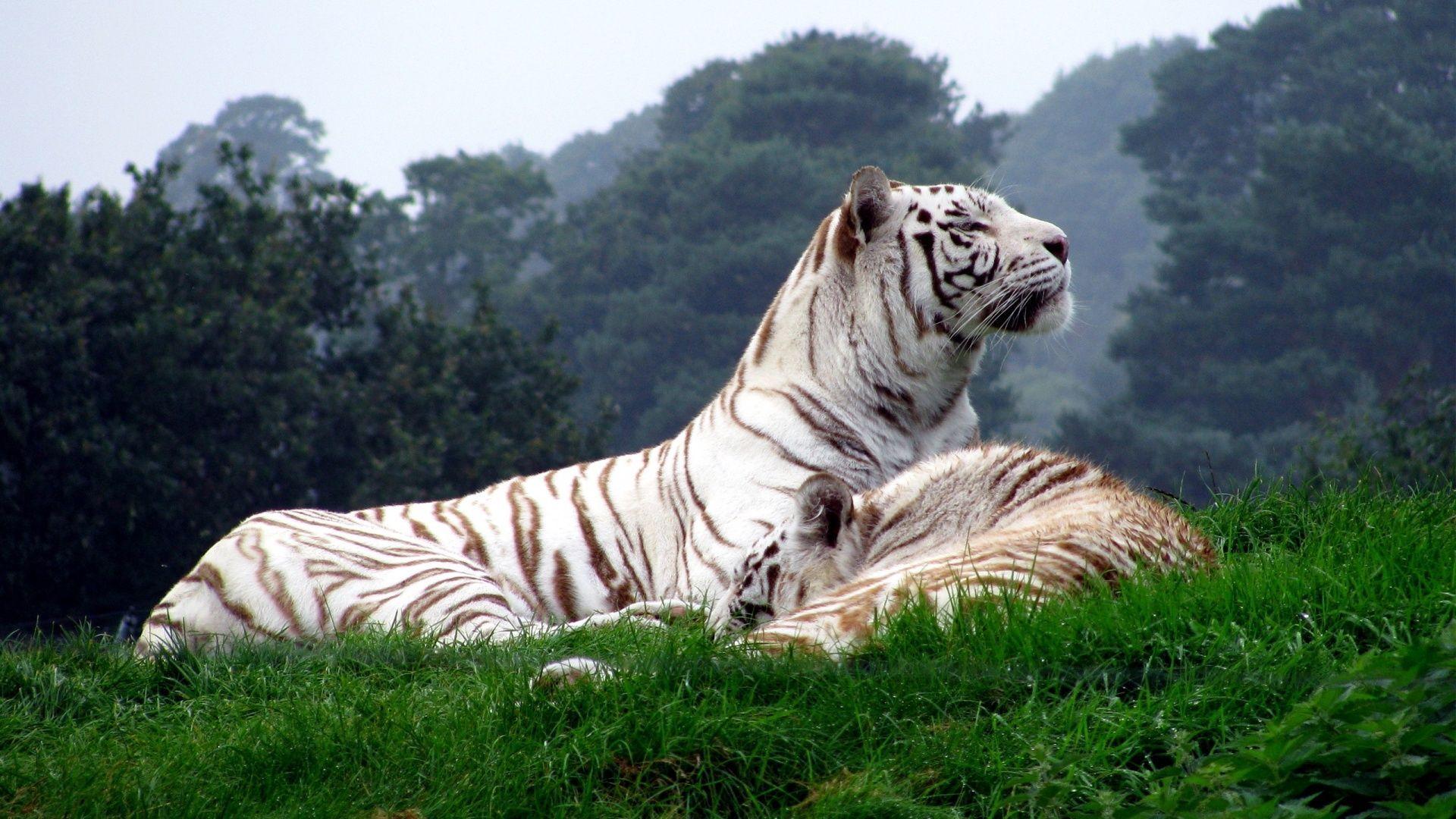 Wallpapers For > White Tiger Hd Wallpapers - Hd Wallpaper White Tiger , HD Wallpaper & Backgrounds