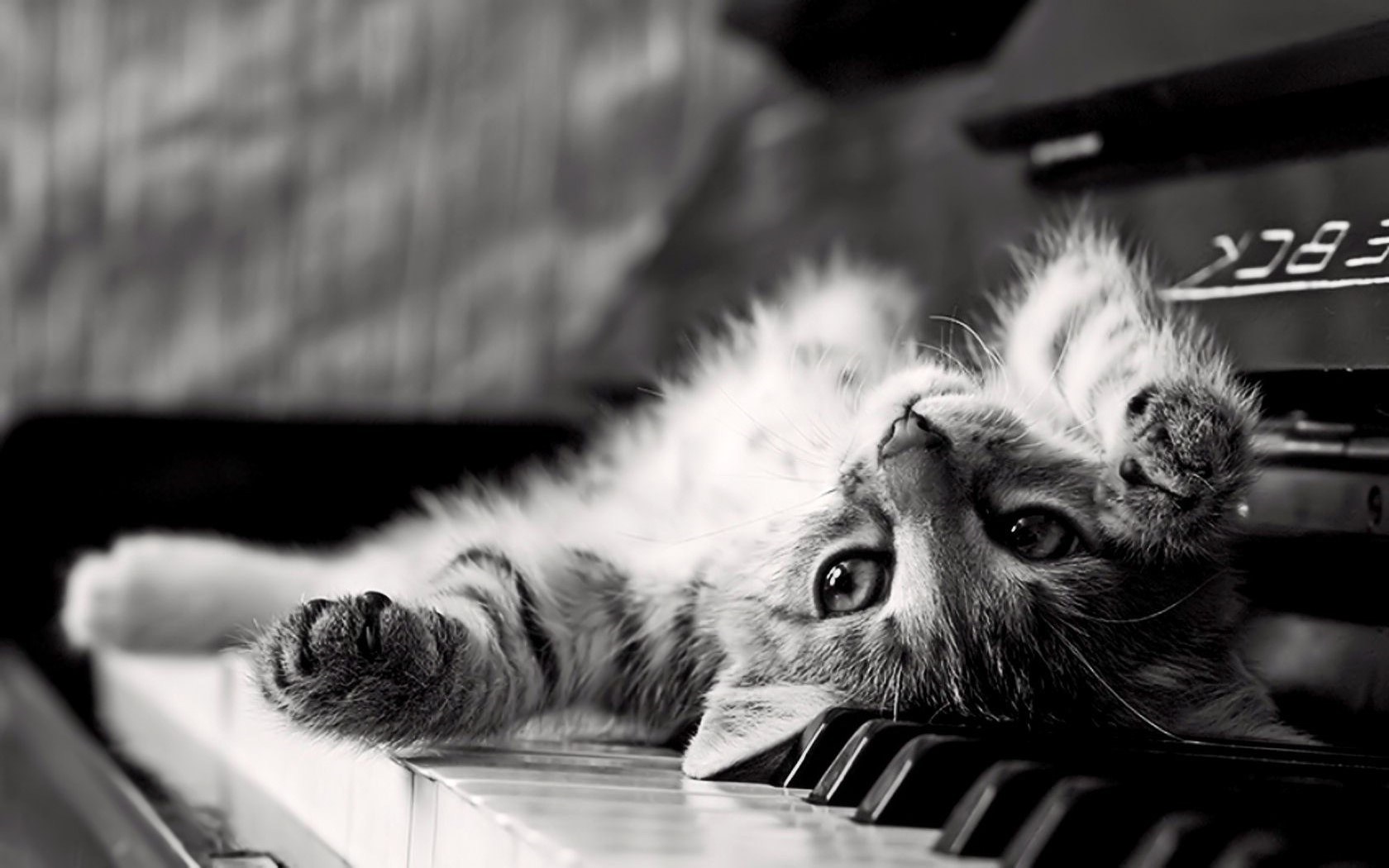 Monochrome Animals Piano Kittens Cat Upside Down Wallpapers - Cat In A Piano Hd , HD Wallpaper & Backgrounds