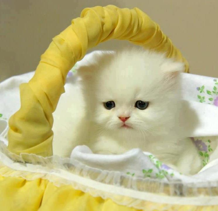 Most Beautiful Cats Wallpapers - Cute Cat , HD Wallpaper & Backgrounds