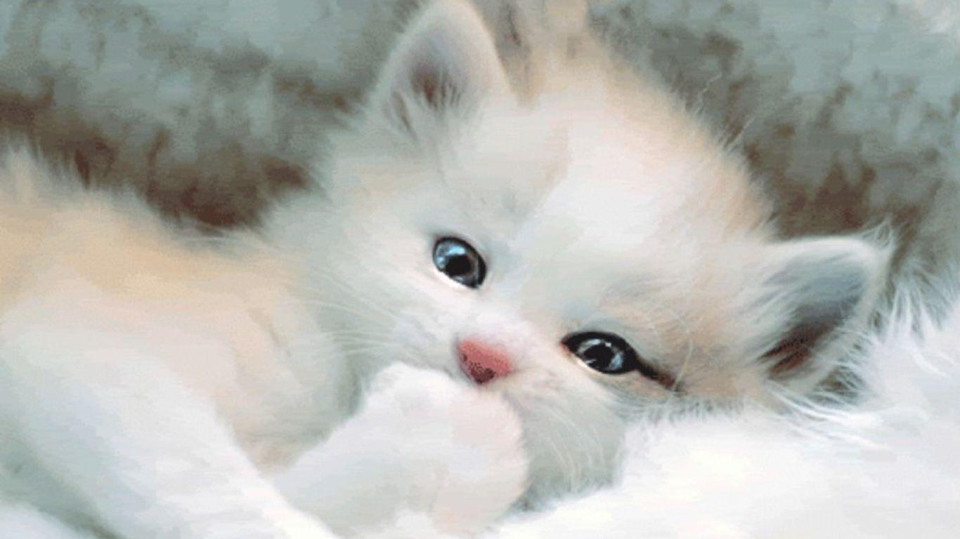 Wallpapers For > Cute White Cat Wallpaper - Cute Black And White Kittens , HD Wallpaper & Backgrounds