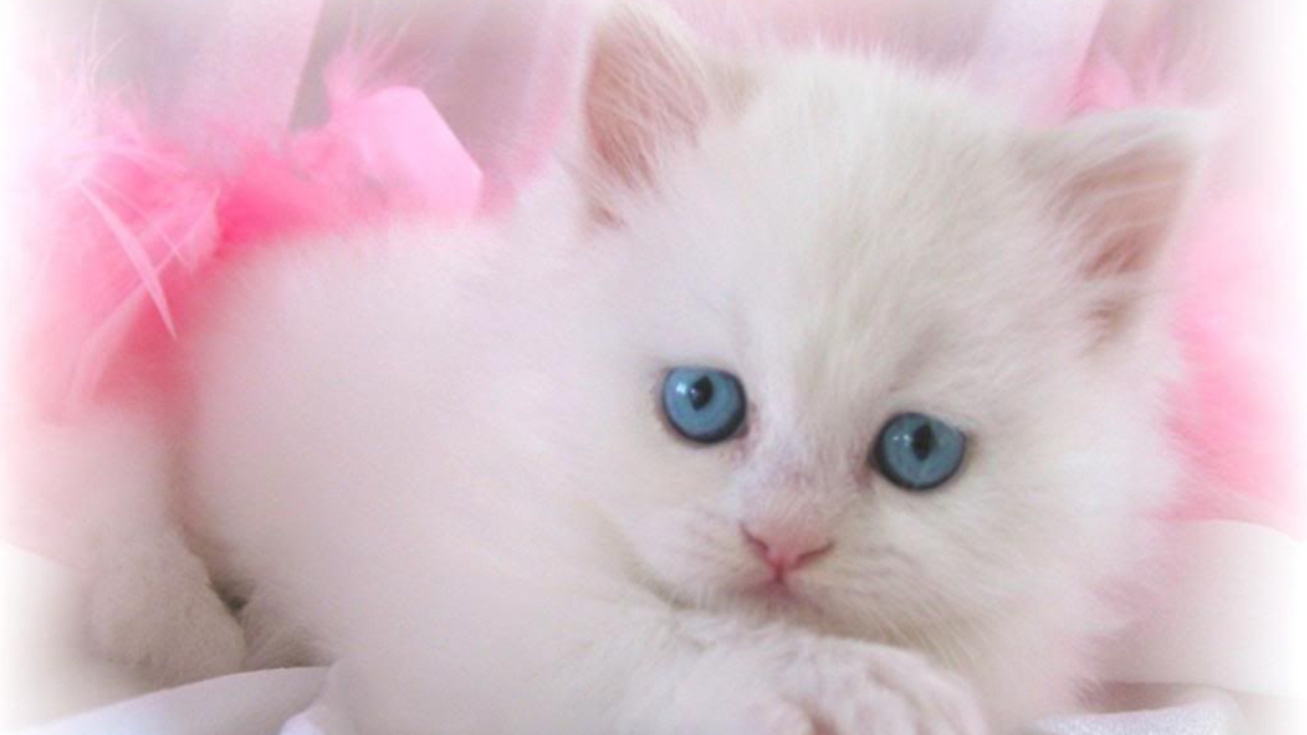 Cute White Cat Wallpaper - Cats Wallpaper Beautiful Hd (#20693) - HD