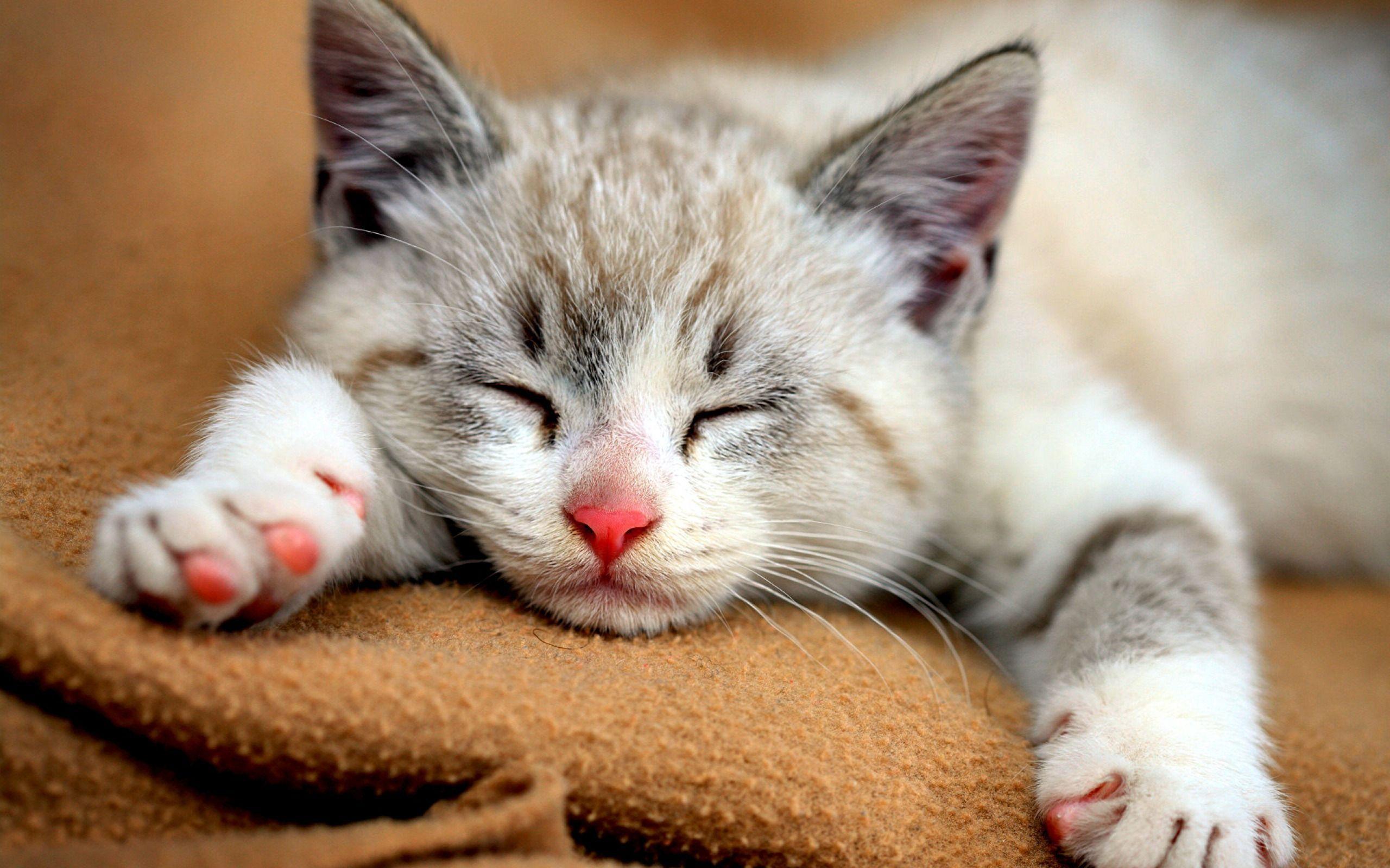 Cute Cat Wallpaper Full Widescreen - Cute Sleeping Baby Cat , HD Wallpaper & Backgrounds