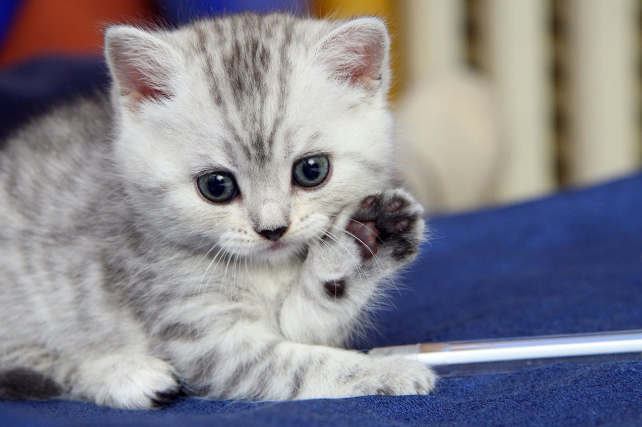 Hd Cat Wallpapers, Kitten Images, Cute Cat Photos, - Милого Котенка , HD Wallpaper & Backgrounds