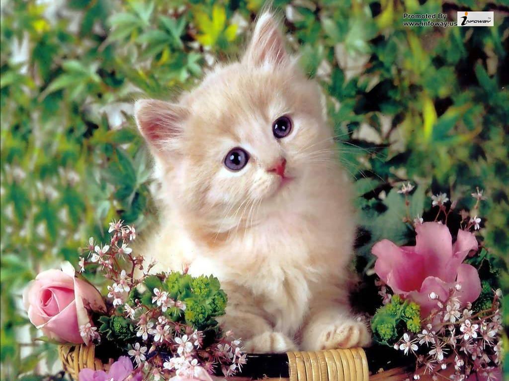 Cute Cat Wallpapers Kitten - Cute Cat Images Hd , HD Wallpaper & Backgrounds