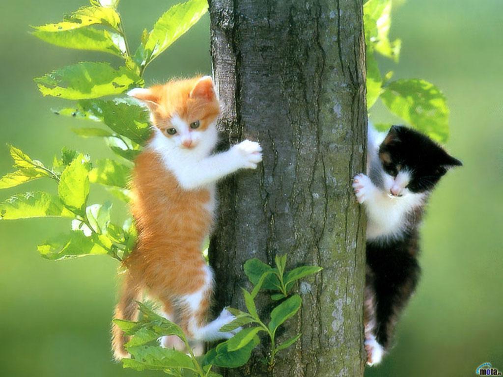 Two Cat Wallpapers Hd - Cute White Baby Cats , HD Wallpaper & Backgrounds