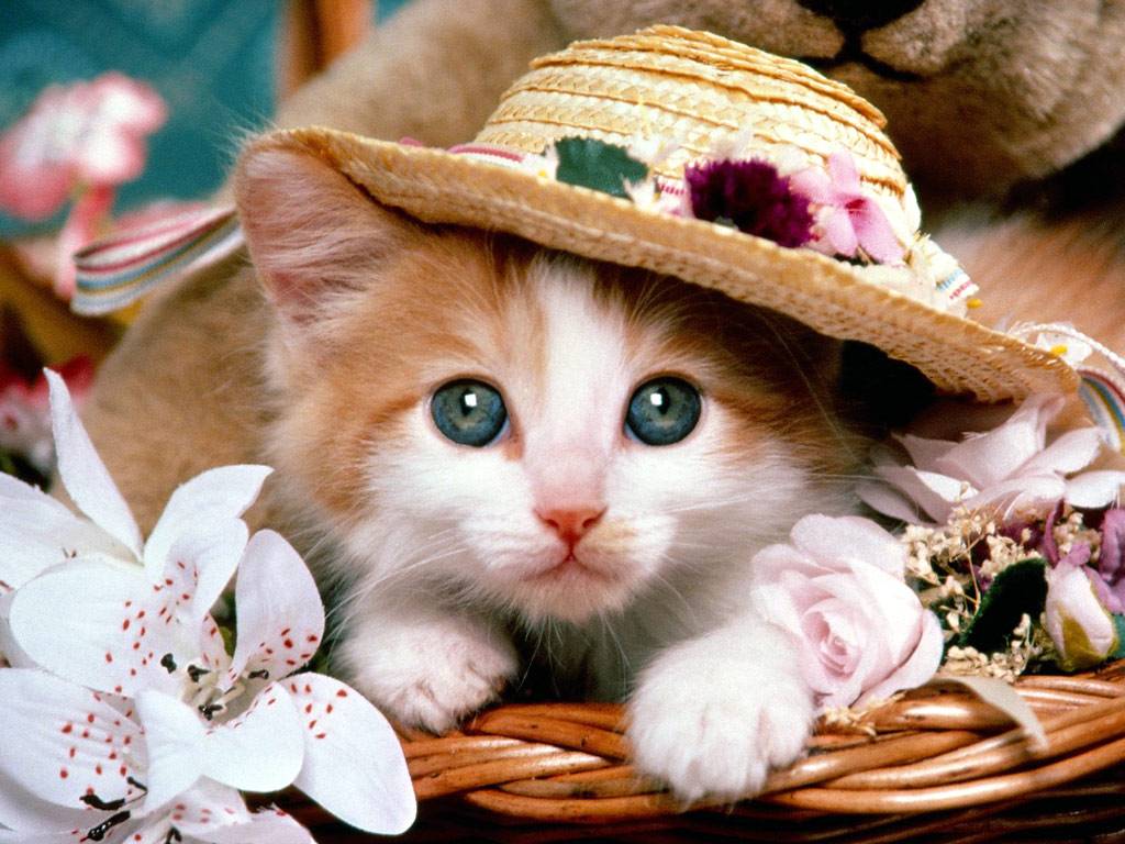 Cute Cat Wallpaper - Cute Cat , HD Wallpaper & Backgrounds