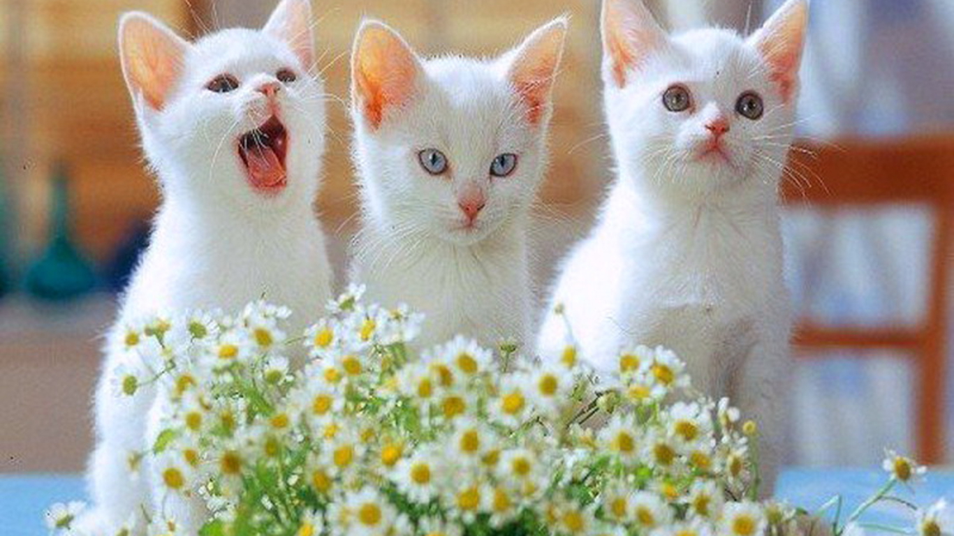 Cute Kittens Wallpaper For Iphone & Ipad - White Cats And Kittens , HD Wallpaper & Backgrounds