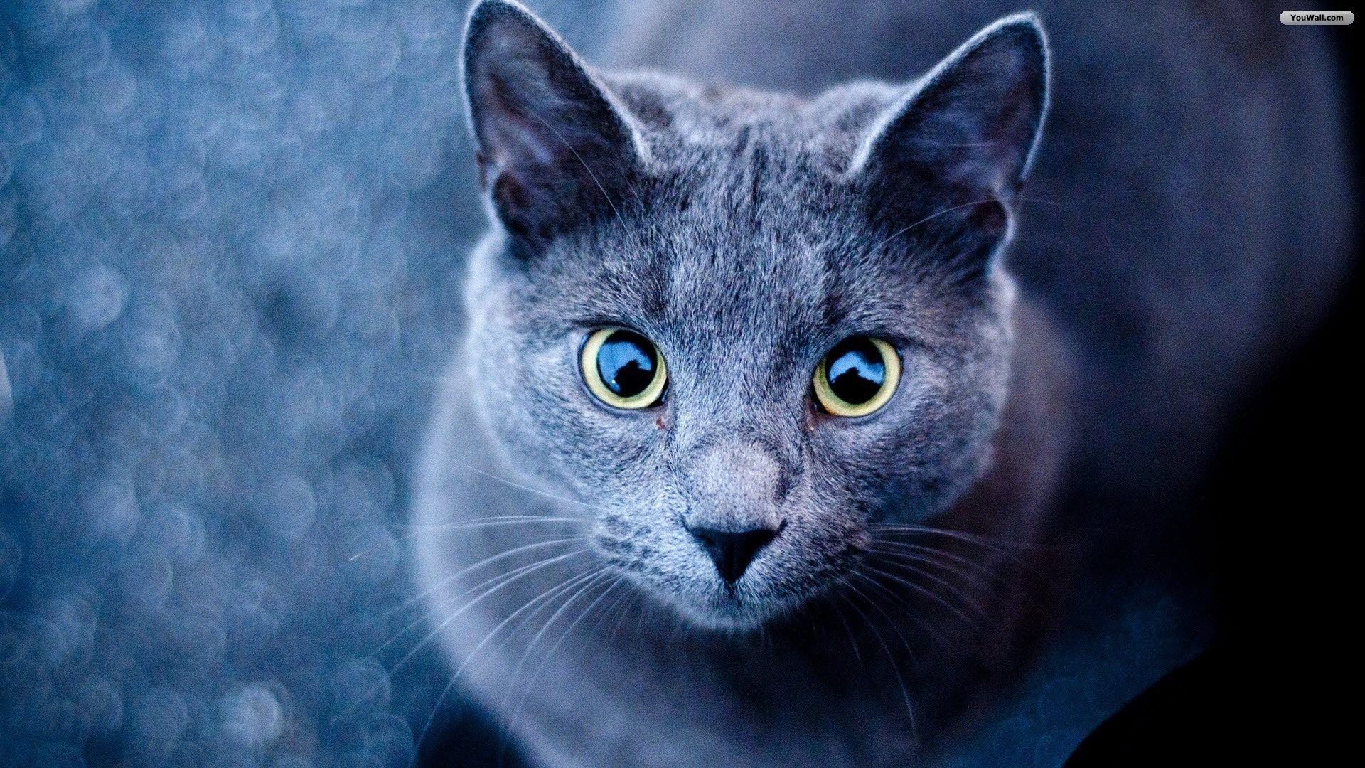 Res - 1920x1080, - Russian Blue Cat , HD Wallpaper & Backgrounds