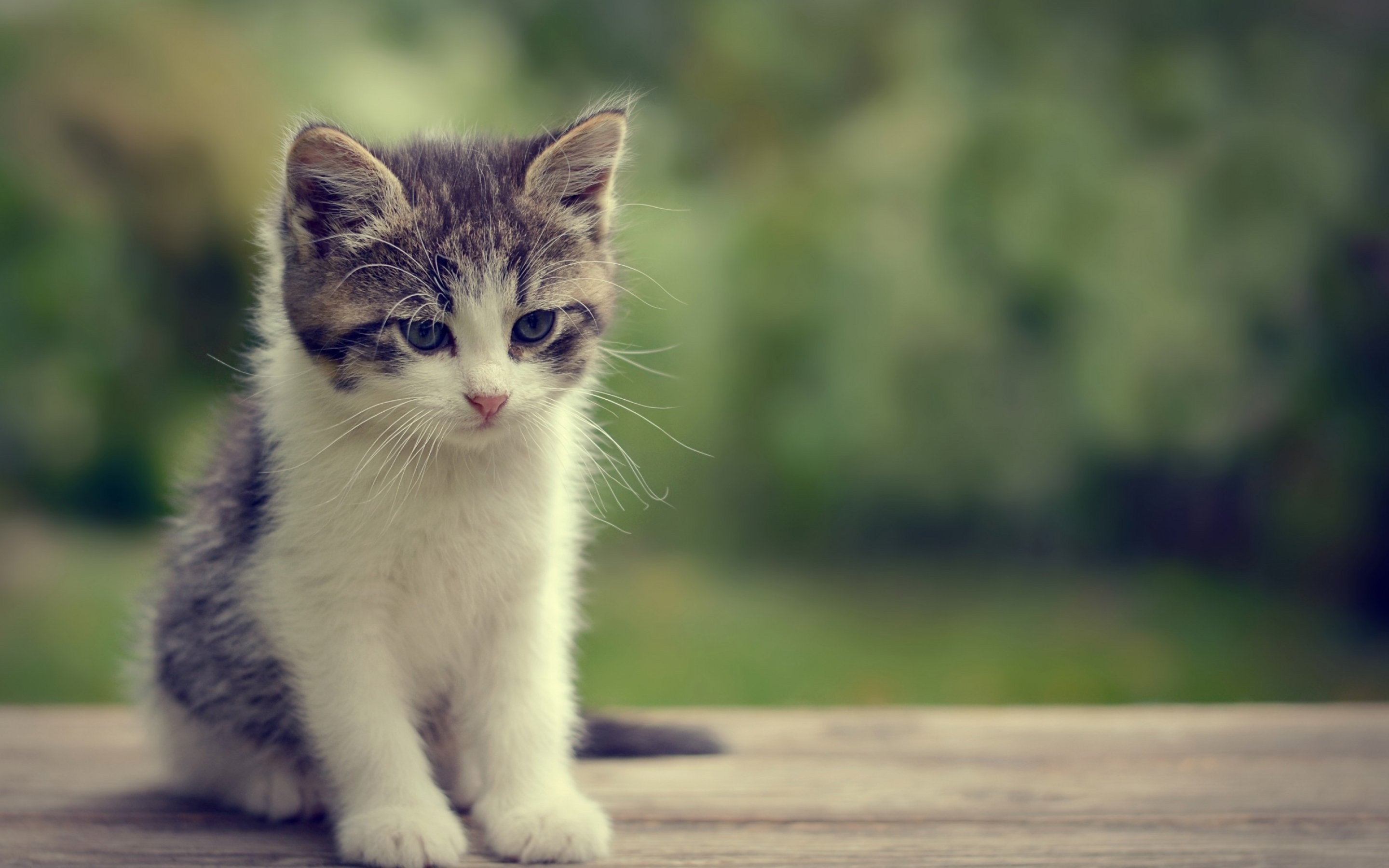 Cute Baby Cats Wallpapers Pc 995it14 Markinternational - Cute Kitten Cat Cute , HD Wallpaper & Backgrounds