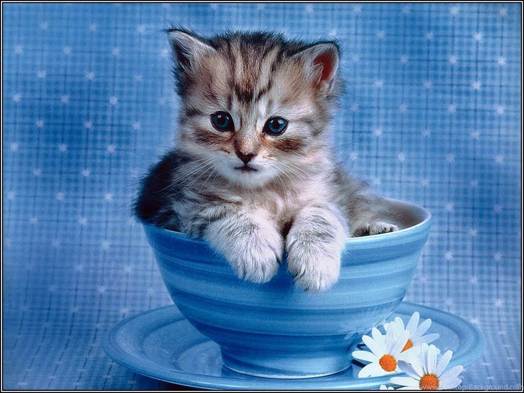 Cute Cats Wallpapers For Desktop 31 Free Wallpapers - Cute White Cat Wallpapers For Desktop , HD Wallpaper & Backgrounds