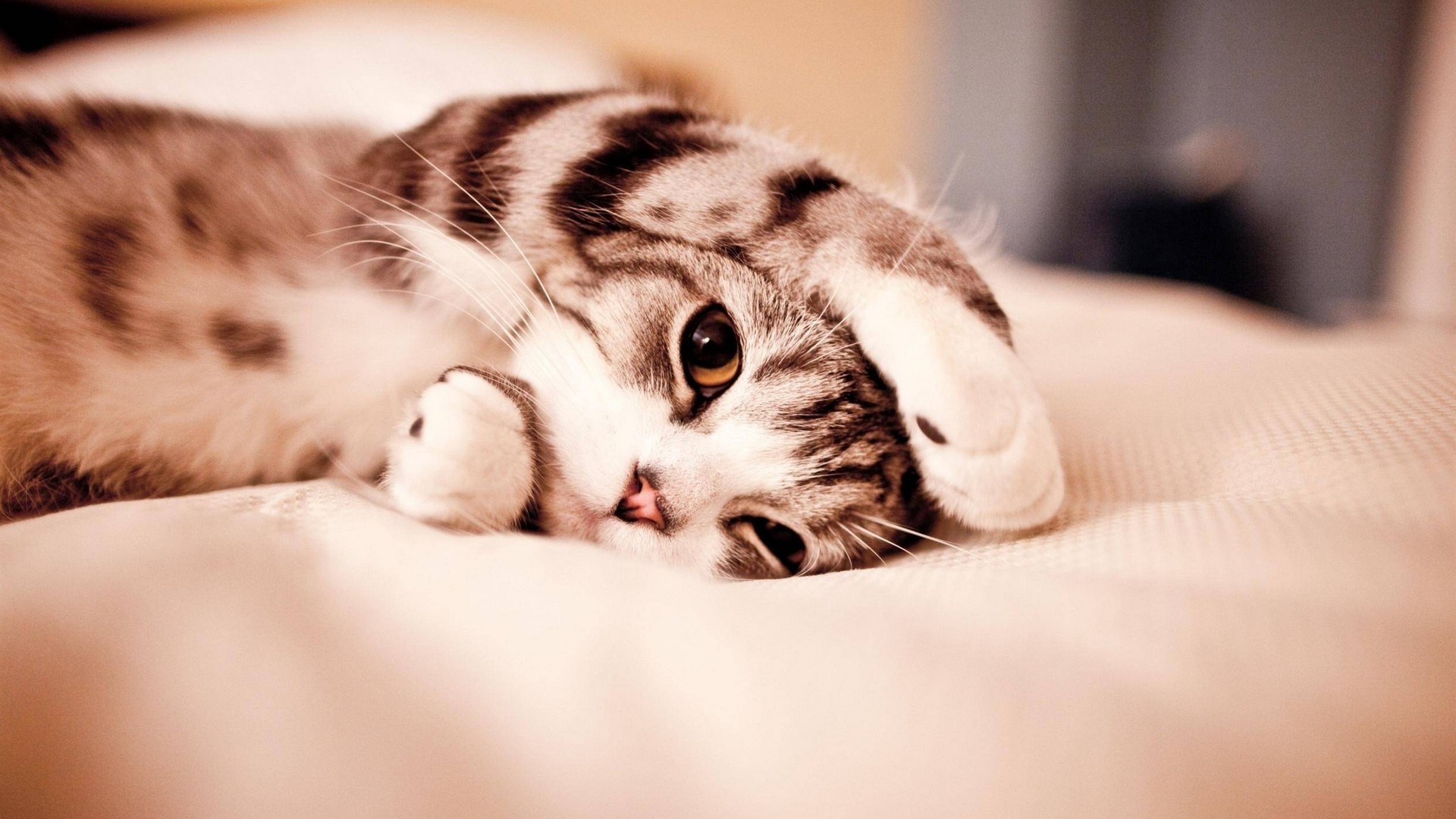 Cat Blue Eyes Wallpaper Cat Blue Eyes Wallpaper