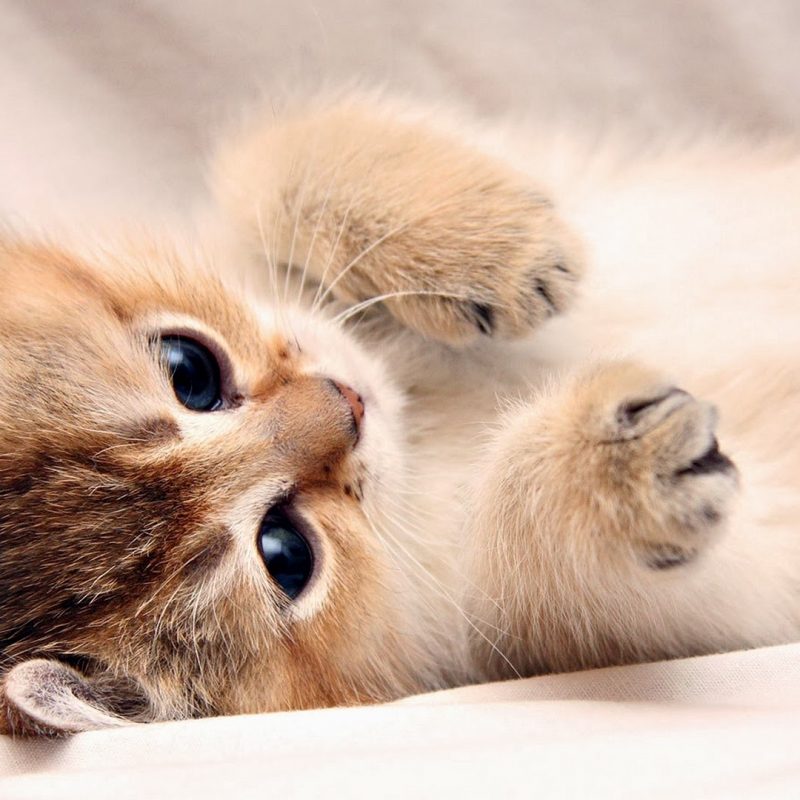 10 New Cute Cat Wallpapers Hd Full Hd 1080p For Pc - Baby Cat , HD Wallpaper & Backgrounds