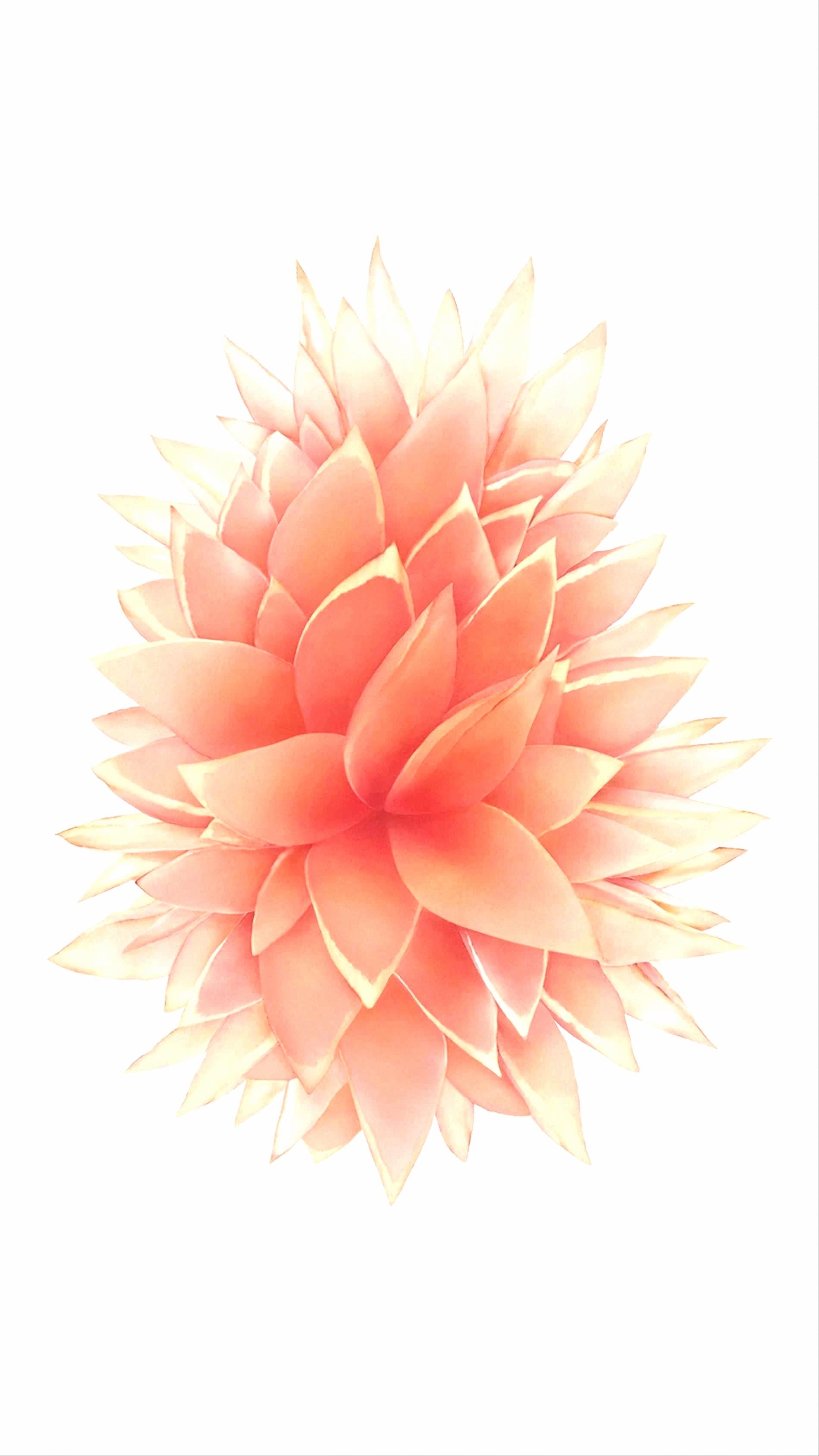 Wallpaper Rose Gold Marble Iphone Se Rose Gold 21746 Hd Wallpaper Rose Gold Marble Iphone Se Rose Gold 21746 Hd