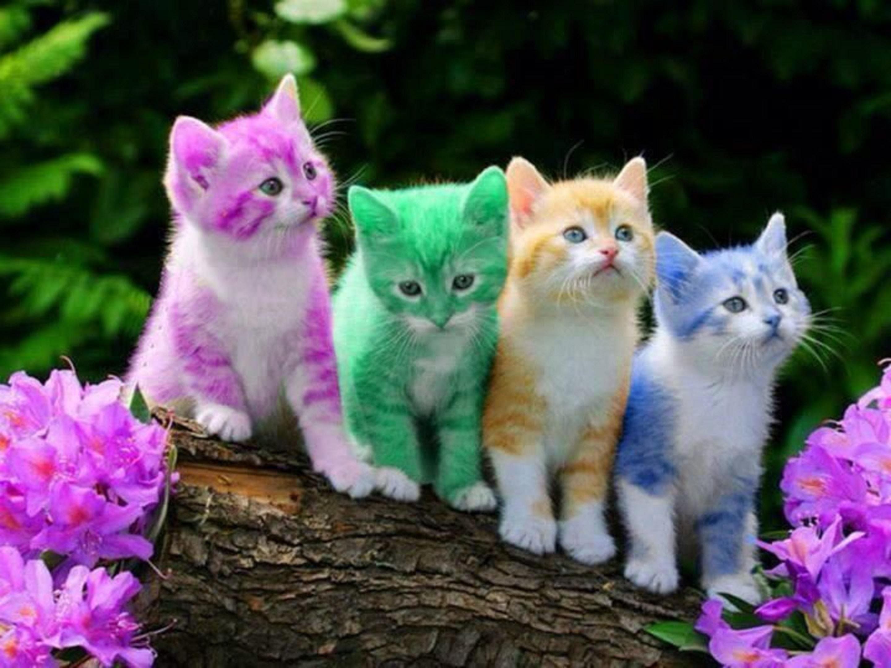 Cute Cat Wallpaper - Cute Cats , HD Wallpaper & Backgrounds