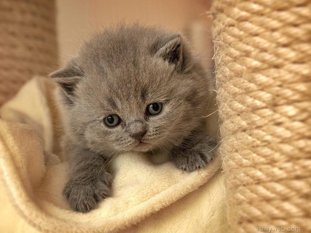 Animated Cat Wallpaper Free Download - Cuteness , HD Wallpaper & Backgrounds
