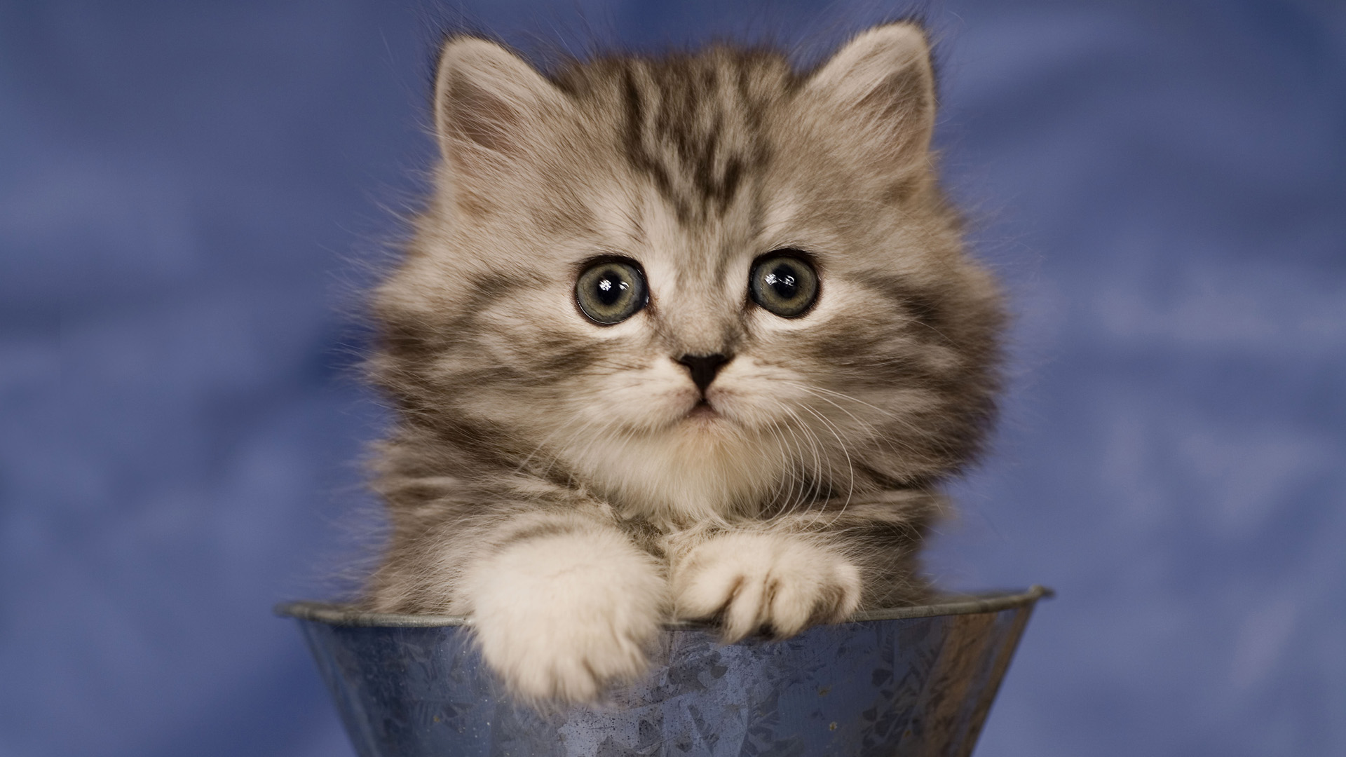 Small Kitten , HD Wallpaper & Backgrounds