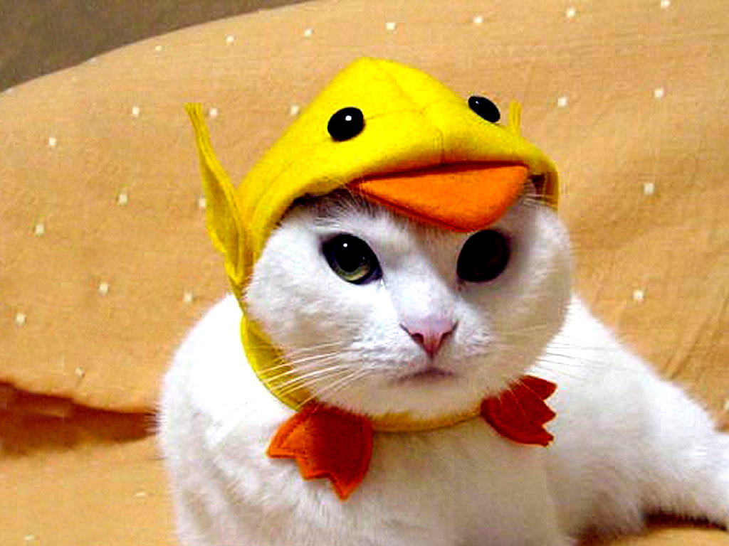 White Funny Cat Wallpaper - Cat In Duck Costume , HD Wallpaper & Backgrounds