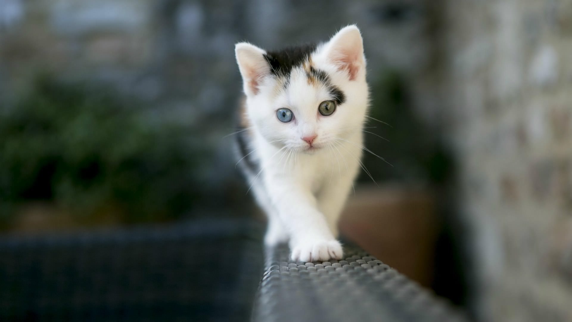 Cute Cat Wallpaper Download - Cute Cats , HD Wallpaper & Backgrounds