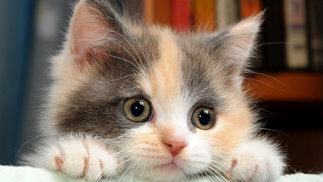 Cat Widescreen Desktop Wallpapers - Cute Baby Cat , HD Wallpaper & Backgrounds