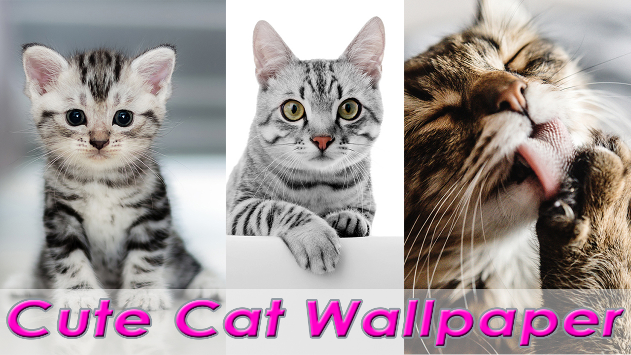 Delhi Cat , HD Wallpaper & Backgrounds