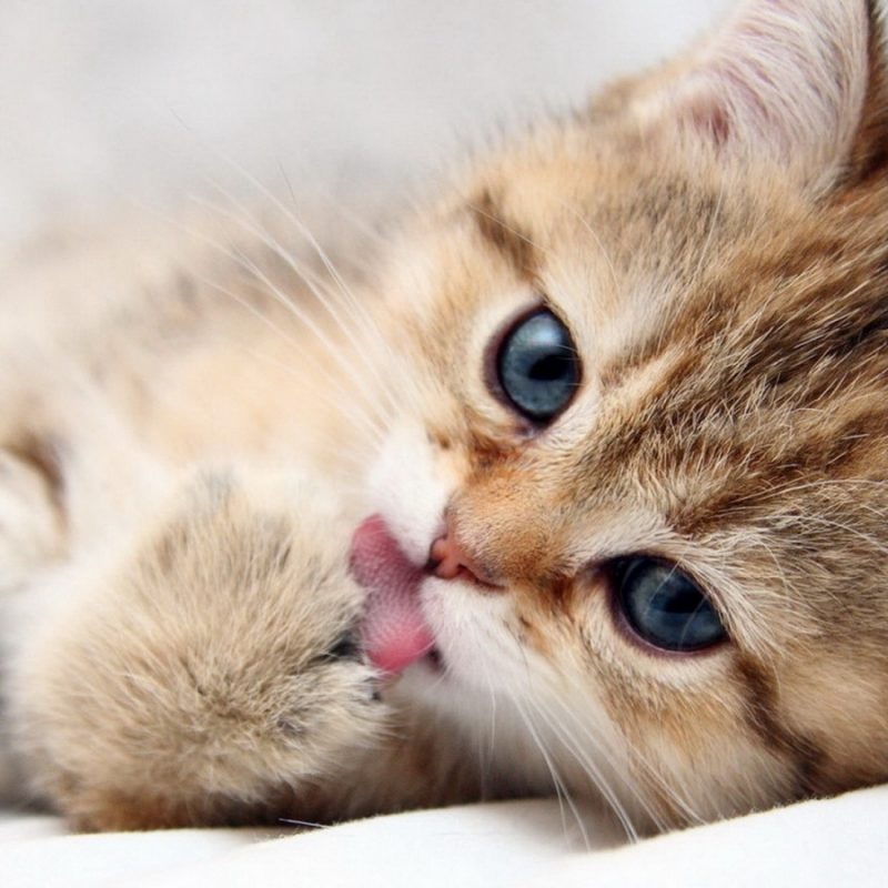 10 Best Cute Cat Wallpaper Hd Full Hd 1920×1080 For - Dunia Kucing , HD Wallpaper & Backgrounds