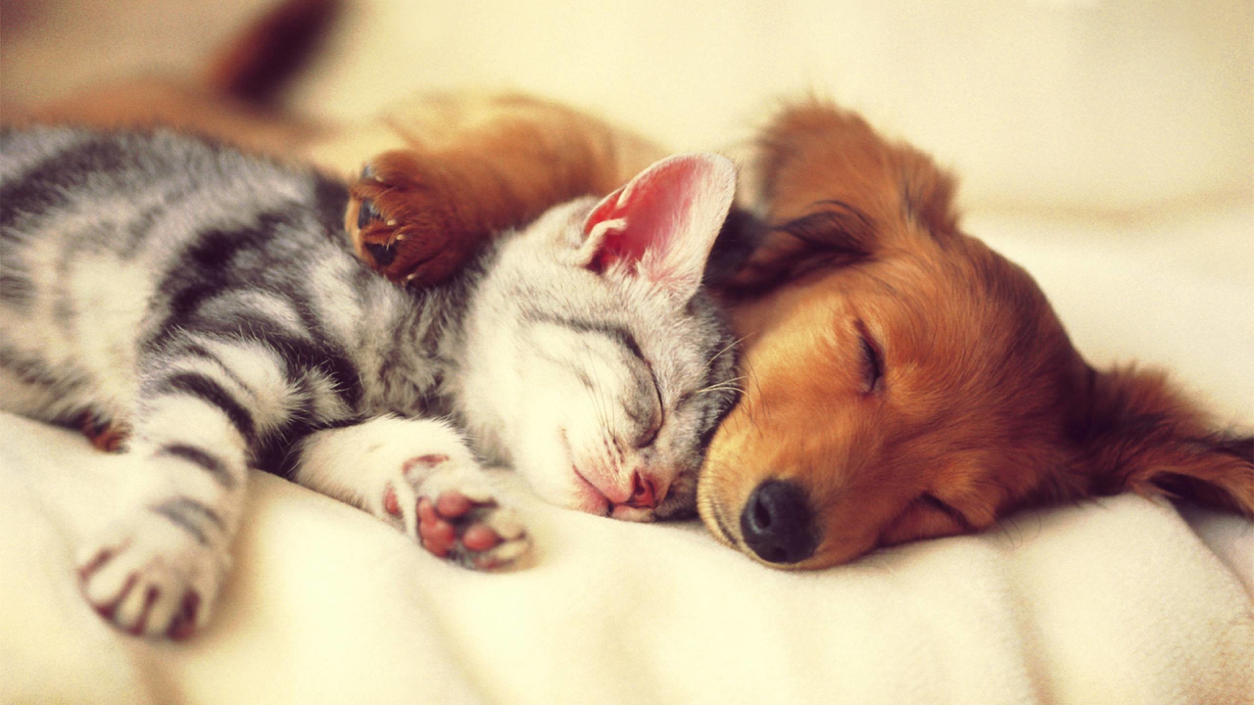 Dog And Cat Wallpapers Photo - Desktop Wallpaper Cat Hd , HD Wallpaper & Backgrounds