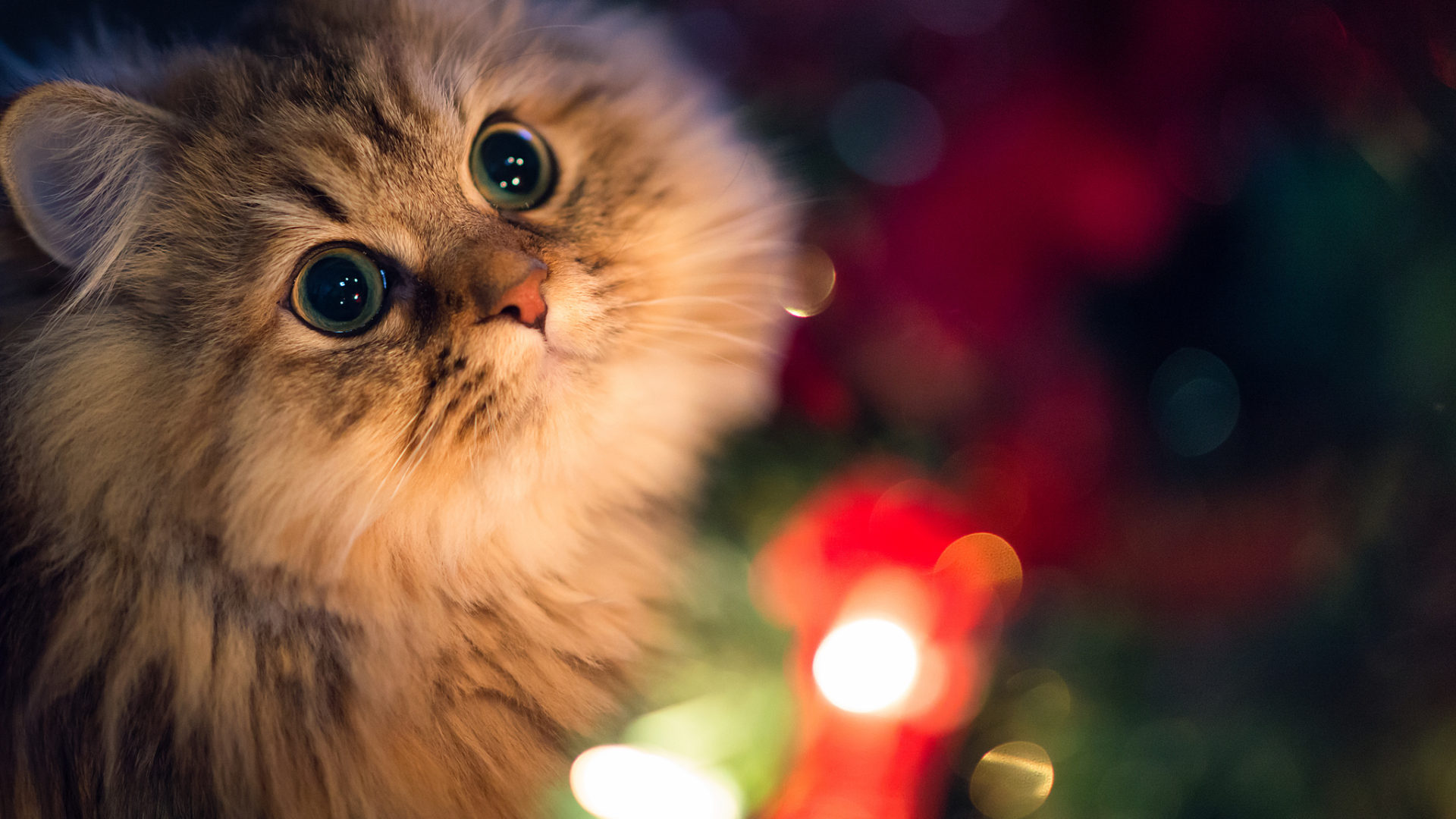Beautiful Innocent Eyes Cute Cat Wallpaper Cute Images - Dual Screen Wallpaper Christmas Cat , HD Wallpaper & Backgrounds