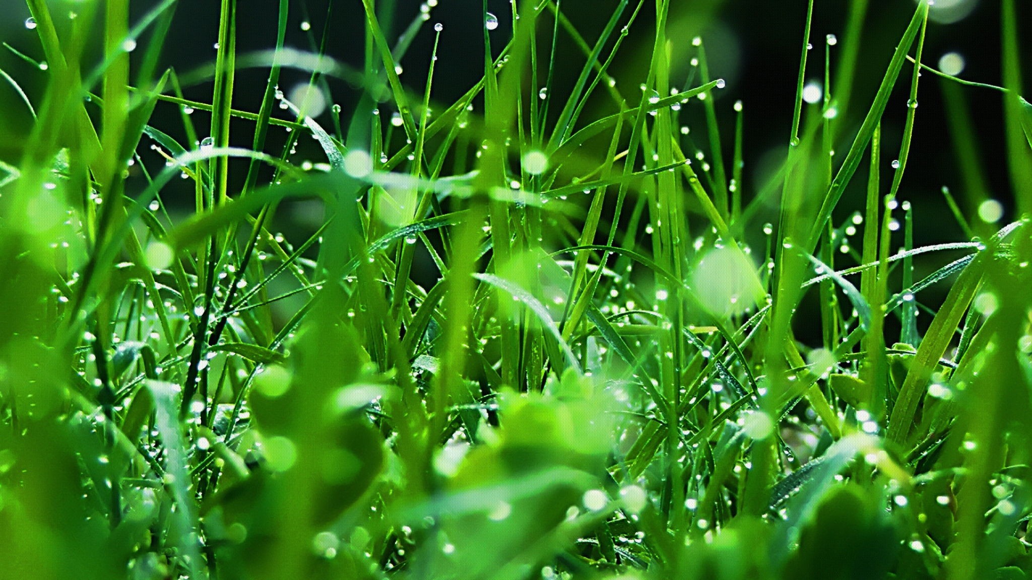 Grass, Dew, Drops, Green, Freshness, High, Definition, - Dew Drops