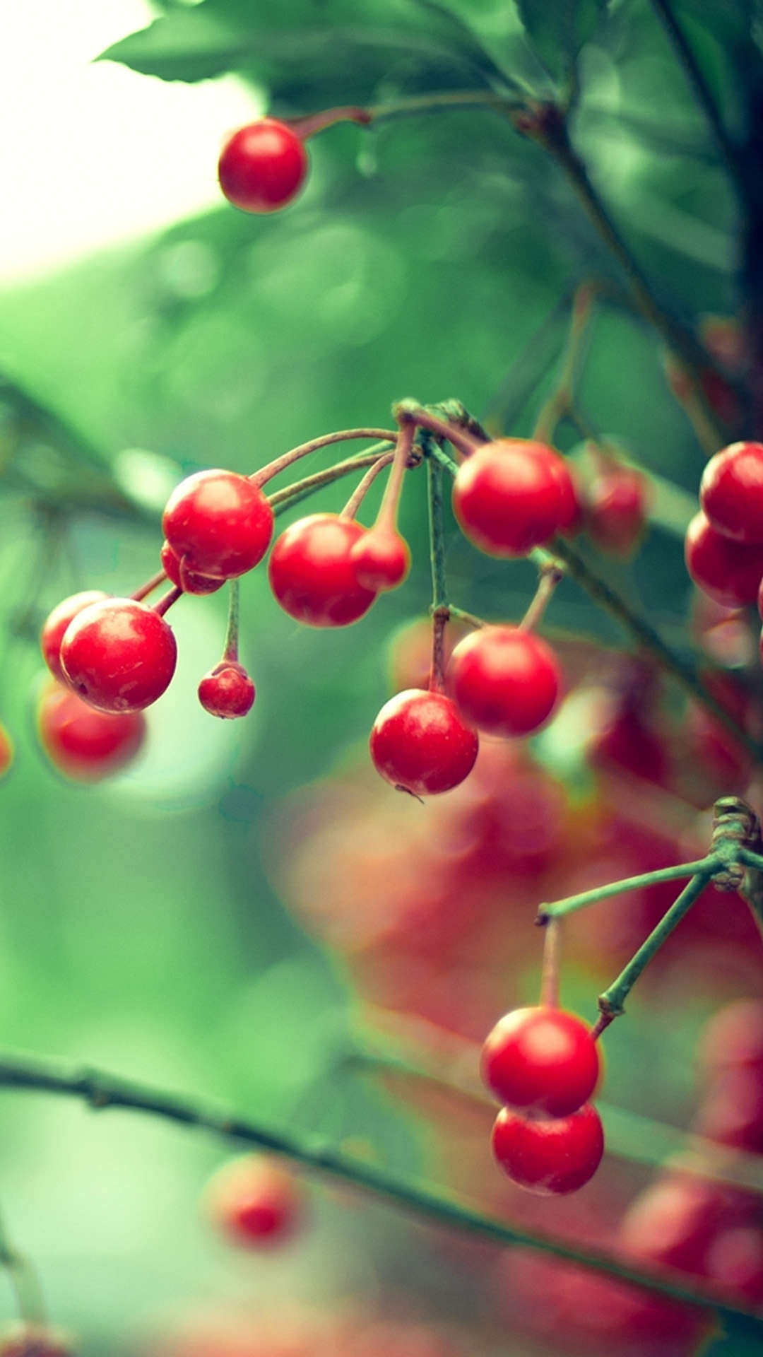 Nature Samsung Galaxy S5 Cherry Smartphone Wallpaper - Hd For Mobile Samsung Galaxy S4 , HD Wallpaper & Backgrounds