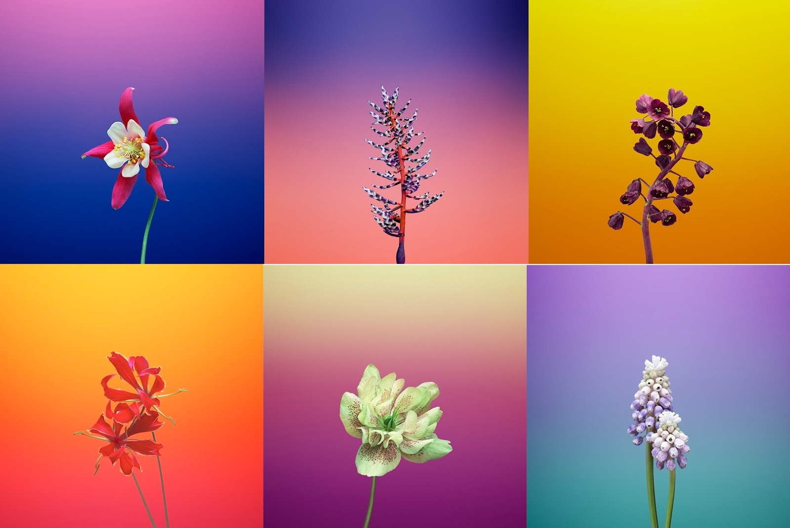 These 6 Wallpapers Each Have Different Types Of Flowers, - Ios 11 Wallpaper Flowers , HD Wallpaper & Backgrounds
