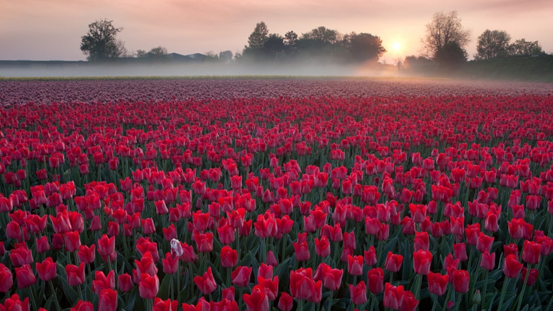 Flowers Field With Red Tulips Sunrise Morning Mist - Field Of Red Tulips , HD Wallpaper & Backgrounds