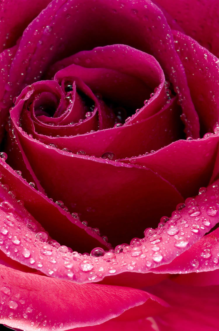 Whatsapp Background Wallpaper Hd - Beautiful Roses Images Download , HD Wallpaper & Backgrounds