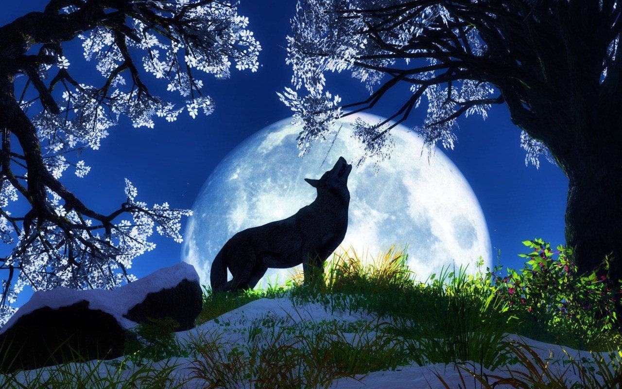 6247 Night Fox Beautiful Computer Background Wallpaper - Cool Wallpapers Of Animals , HD Wallpaper & Backgrounds