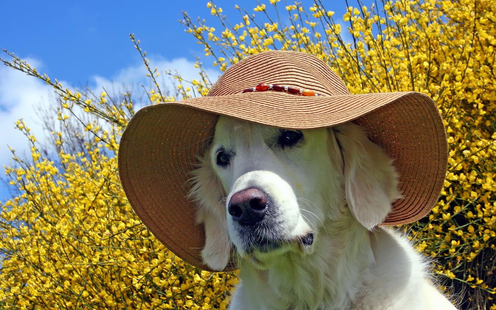 Leuke Honden Wallpaper Met Een Hond Met Hoed Op Zijn - Golden Retriever In Summer , HD Wallpaper & Backgrounds