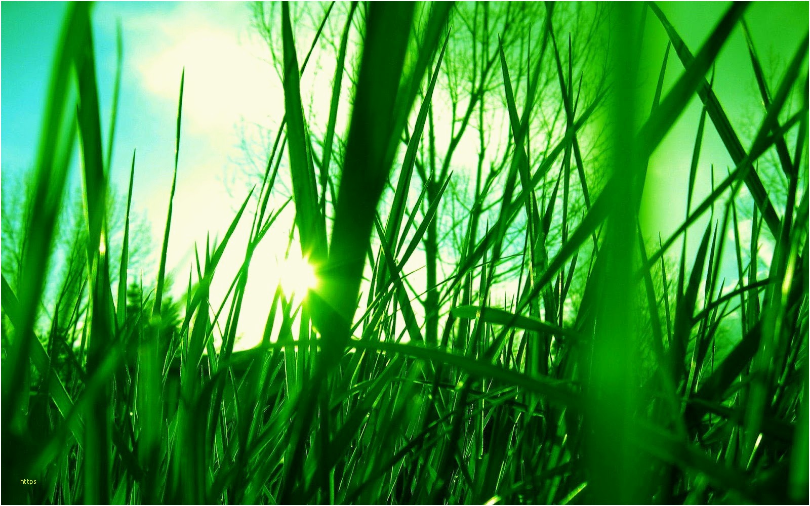 Wallpapers Hd Lovely Gras Achtergronden - Cool Pictures Of Grass , HD Wallpaper & Backgrounds
