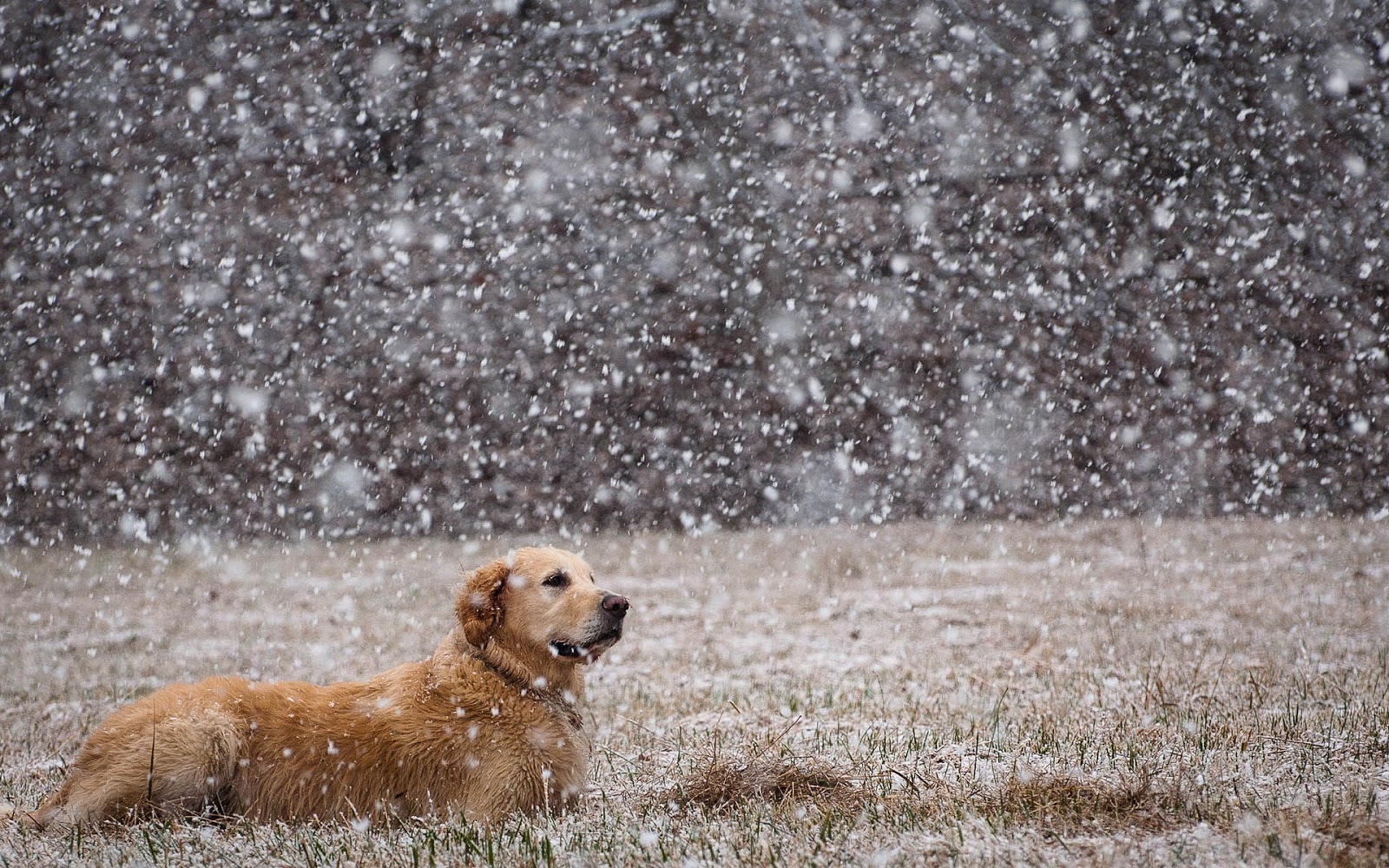 Winter Puppies Wallpaper For Computer Hd Honden Achtergronden - Dog Winter Wallpaper Hd , HD Wallpaper & Backgrounds