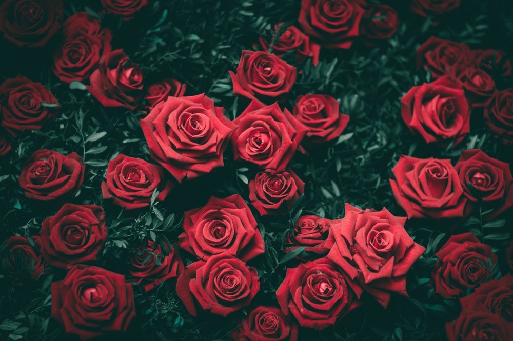 Rose Wallpaper Pictures Hd Download Free Images On - Red Roses , HD Wallpaper & Backgrounds