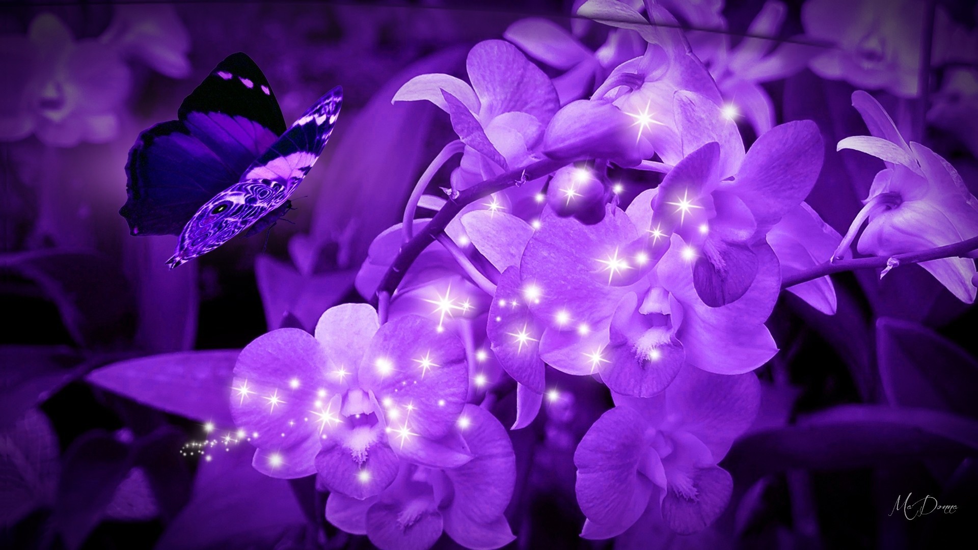Butterfly Flowers Theme Bluebells Firefox Leaves Blooming - Purple Flowers Sparkle , HD Wallpaper & Backgrounds