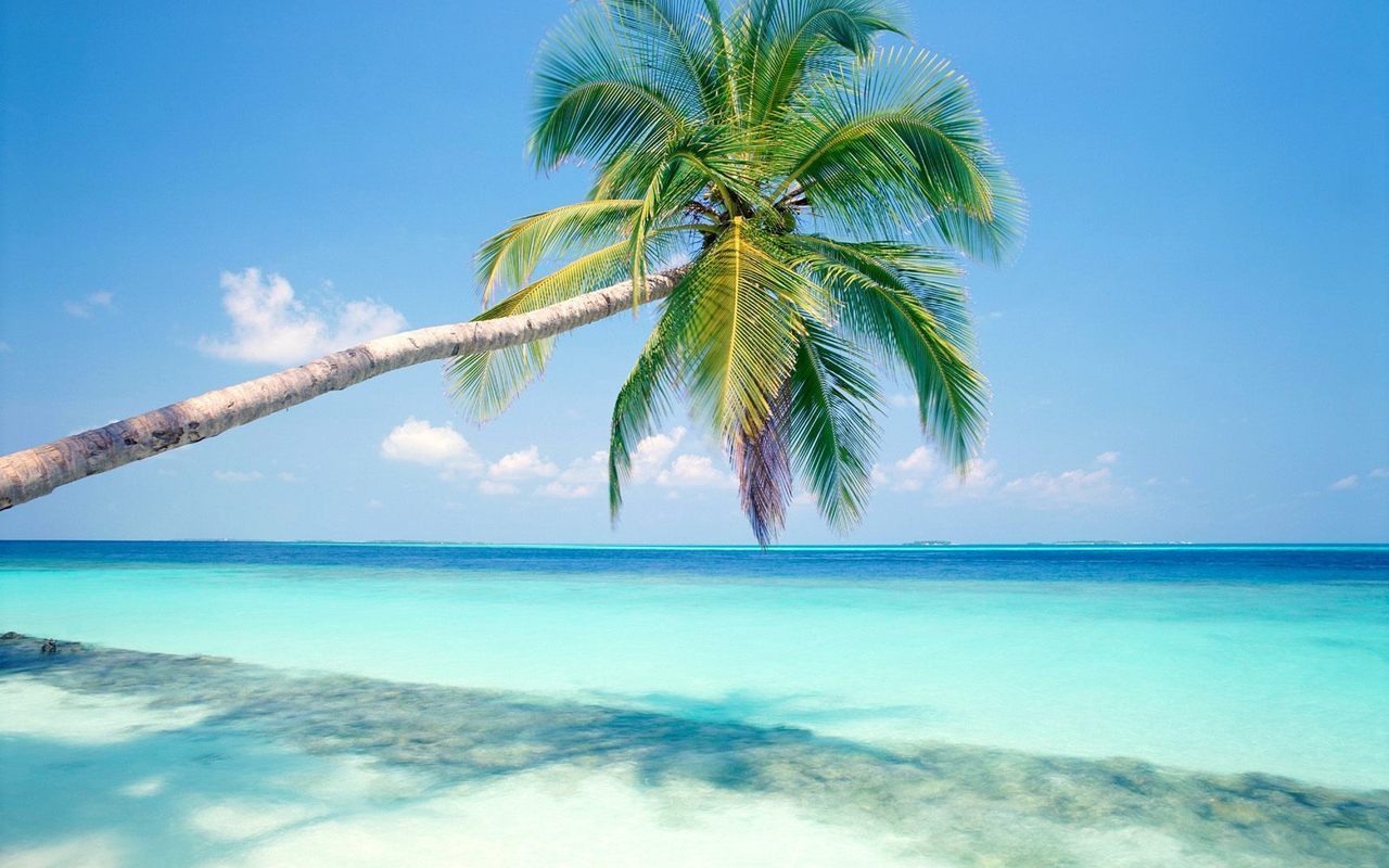 Beach - White Sand Beach Palm Tree , HD Wallpaper & Backgrounds