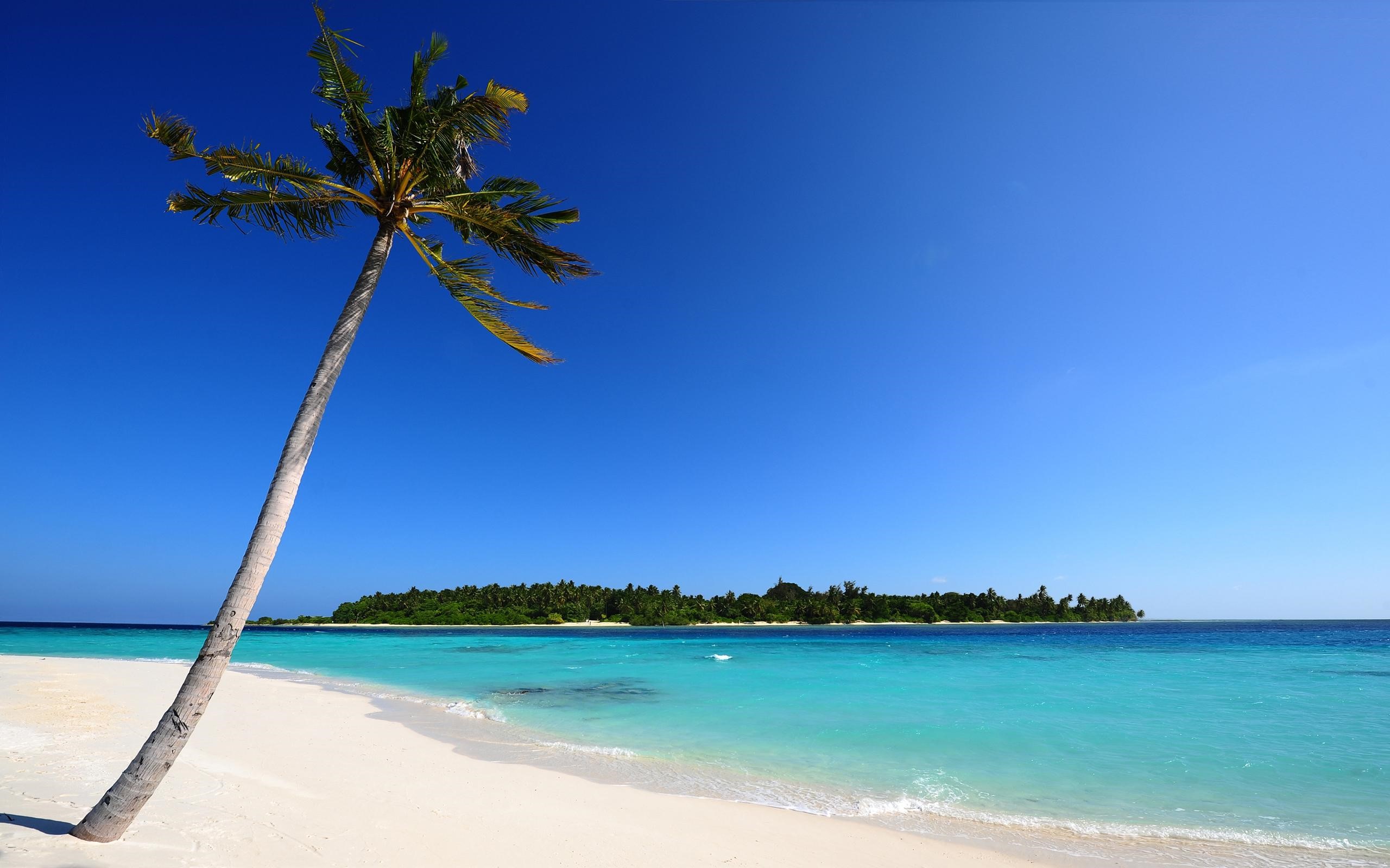 Coconut Trees Wallpapers - Beach Scene High Resolution , HD Wallpaper & Backgrounds