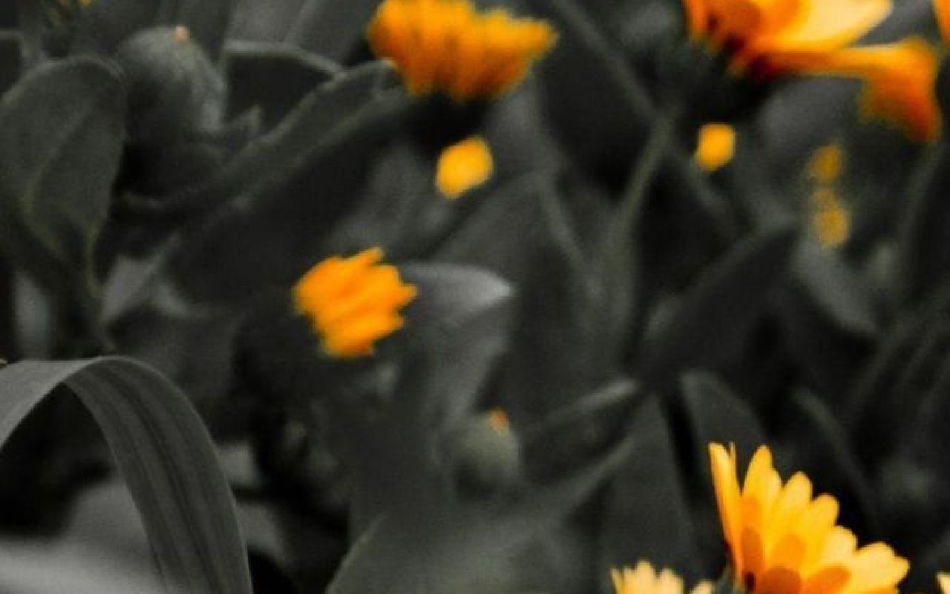 Orange Flowers Black White Photo - Black Flower Wallpaper Hd , HD Wallpaper & Backgrounds