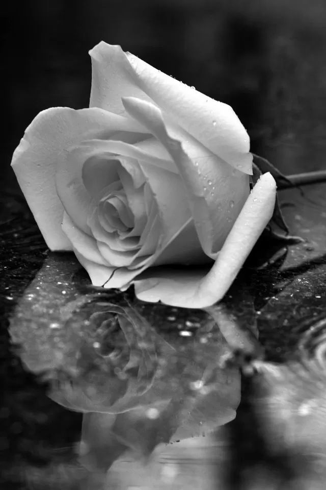 Black Rose Iphone Wallpaper - Hands In The Rain , HD Wallpaper & Backgrounds