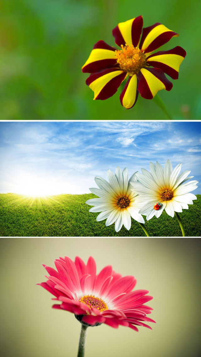 Hd Flowers , HD Wallpaper & Backgrounds