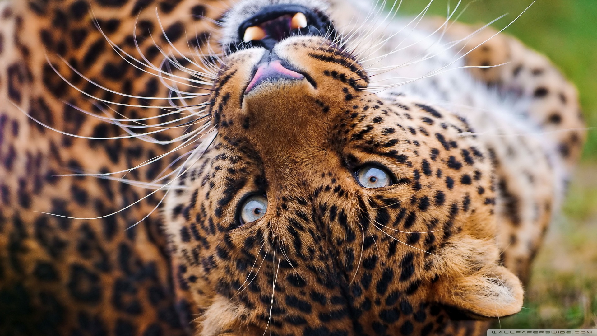 Big Cats Pics Download - Big Cat , HD Wallpaper & Backgrounds