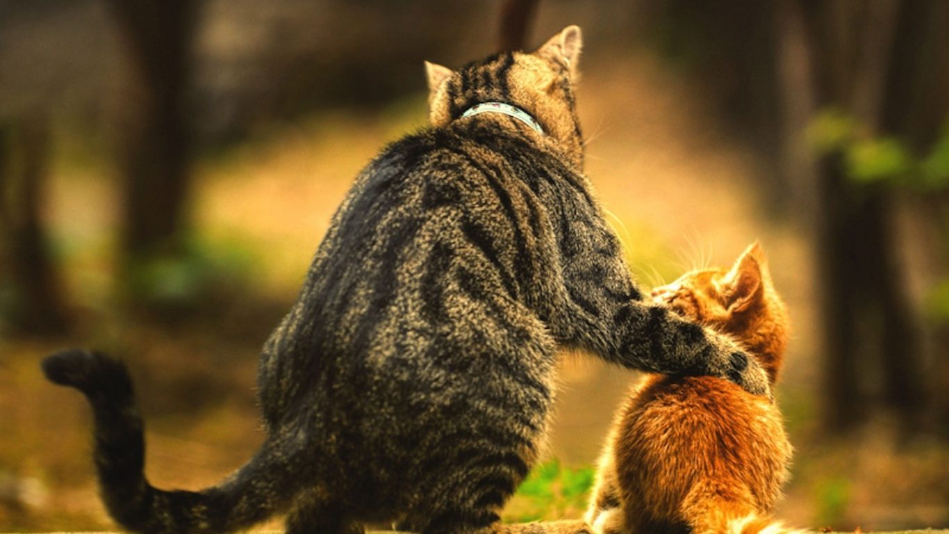 Two Time Cats Son Best Photo - Feeling Animals , HD Wallpaper & Backgrounds