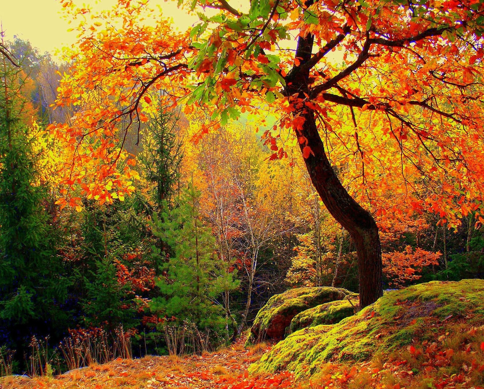 Temperature Also Plays A Part In The Ultimate Vividness - Leaves Change Color Gif , HD Wallpaper & Backgrounds